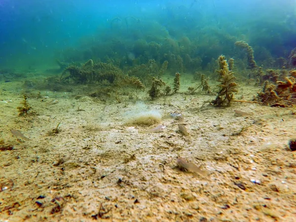 Scène d'eau douce sous-marine Rivières et lacs de poissons d'eau douce — Photo