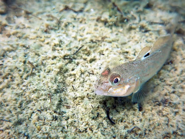 Ronda goby primer plano bajo el agua. Pescado redondo de agua dulce . — Foto de Stock