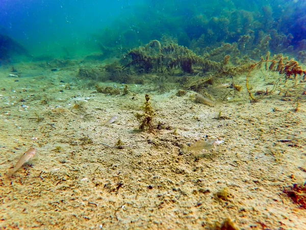 Freshwater underwater scene Freshwater fish rivers and lakes