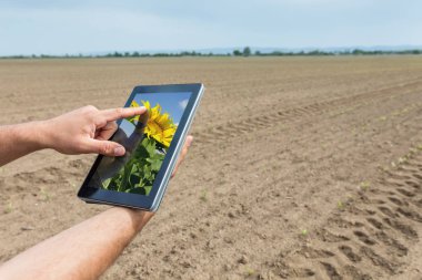 Akıllı tarım. Çiftçi tablet ayçiçeği ekimi kullanarak. Moder