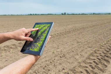 Akıllı tarım. Çiftçi tablet dikim Mısır kullanarak. Modern Agr