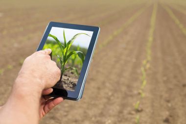 Akıllı tarım. Çiftçi tablet dikim Mısır kullanarak. Modern Agr