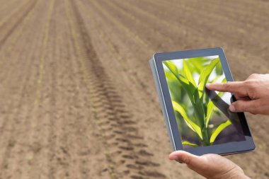 Akıllı tarım. Çiftçi tablet dikim Mısır kullanarak. Modern Agr
