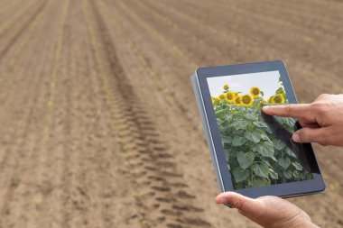 Akıllı tarım. Çiftçi tablet ayçiçeği ekimi kullanarak. Moder