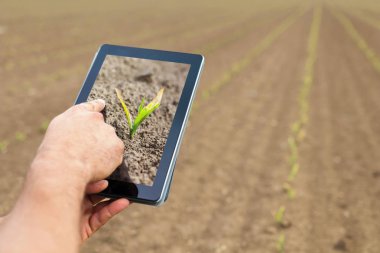 Akıllı tarım. Çiftçi tablet kullanma. Frost zarar bitkiler.