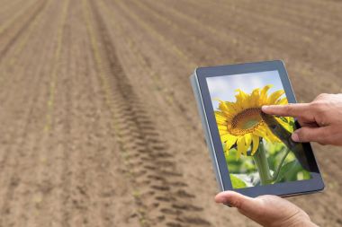 Akıllı tarım. Çiftçi tablet ayçiçeği ekimi kullanarak. Moder