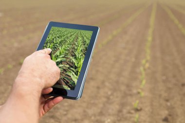 Akıllı tarım. Çiftçi tablet dikim Mısır kullanarak. Modern Agr
