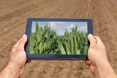Akıllı tarım. Çiftçi tablet dikim Mısır kullanarak. Modern Agr