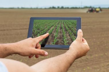Akıllı tarım. Çiftçi tablet dikim Mısır kullanarak. Modern Agr