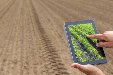 Akıllı tarım. Çiftçi tablet dikim Mısır kullanarak. Modern Agr
