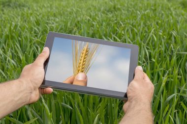 Tablet buğday sahada kullanma. Modern tarım. Buğday vadeli işlem c