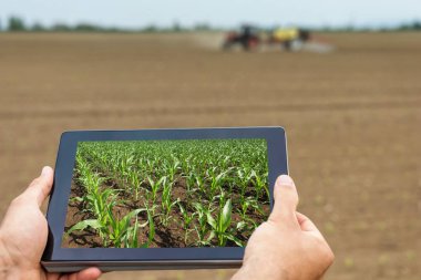Akıllı tarım. Çiftçi tablet dikim Mısır kullanarak. Modern Agr