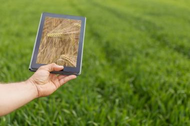 Tablet buğday sahada kullanma. Modern tarım. Buğday vadeli işlem c