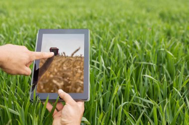 Tablet buğday sahada kullanma. Modern tarım. Buğday vadeli işlem c