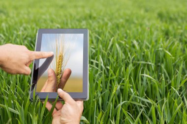 Tablet buğday sahada kullanma. Modern tarım. Buğday vadeli işlem c