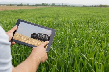 Tablet buğday sahada kullanma. Modern tarım. Buğday vadeli işlem c