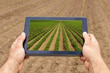 Smart agriculture. Farmer using tablet Soy planting. Modern Agri clipart