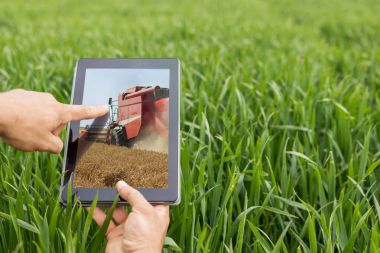 Tablet buğday sahada kullanma. Modern tarım. Buğday vadeli işlem c