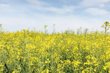 Parlak sarı kolza tohumu bahar alan. Kolza yağı tohum rap