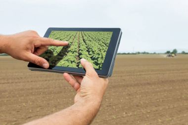 Akıllı tarım. Çiftçi tablet ayçiçeği ekimi kullanarak. Moder