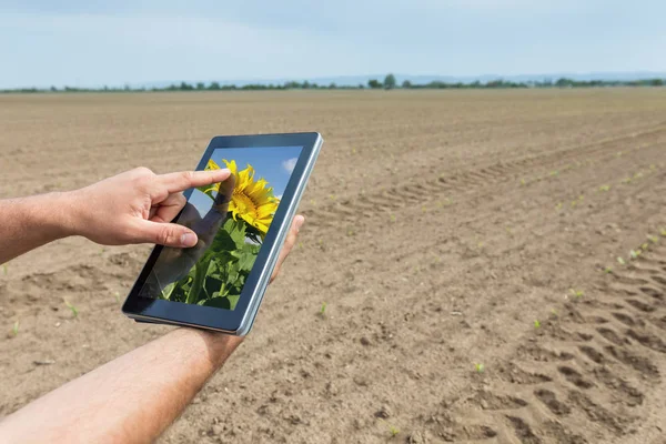 스마트 구나입니다. 농부를 사용 하 여 태블릿 해바라기 심기. 모더 — 스톡 사진