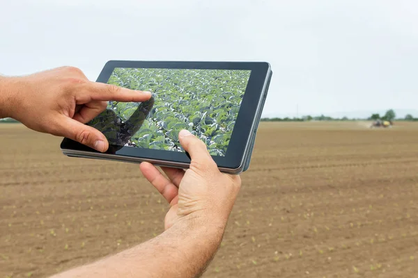 Έξυπνη Γεωργία Γεωργός Χρησιμοποιώντας Tablet Λάχανο Φύτευση Σύγχρονη Έννοια Της — Φωτογραφία Αρχείου