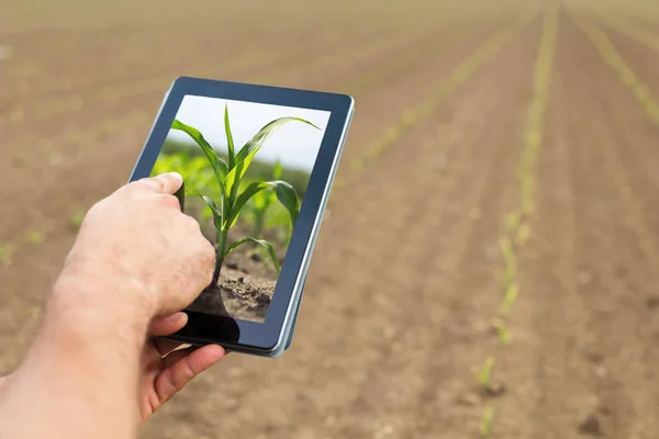 Agricultura inteligente. Agricultor usando plantio de milho tablet. Moderno Agr — Fotografia de Stock