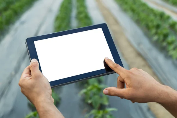 Zemědělce, používající počítač tabletu ve skleníku. Bílá obrazovka. — Stock fotografie