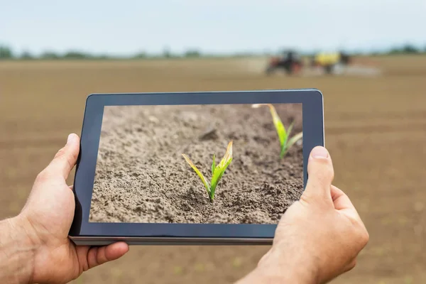 스마트 구나입니다. 농부는 태블릿을 사용 하 여입니다. 식물에 서 리 손상. — 스톡 사진