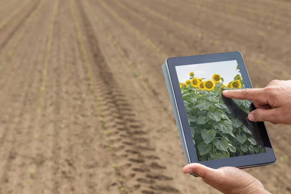 Έξυπνη γεωργία. Γεωργός χρησιμοποιώντας tablet ηλιέλαιο φύτευση. Moder — Φωτογραφία Αρχείου