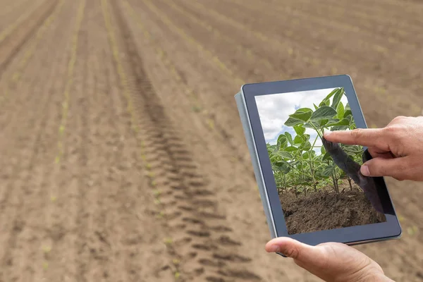 Slimme landbouw. Landbouwproducent met gebruikmaking van tablet soja aanplant. Moderne Agri — Stockfoto