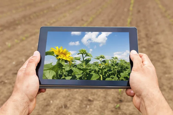 Agricultura inteligente. Agricultor usando tableta de plantación de girasol. Moder. —  Fotos de Stock