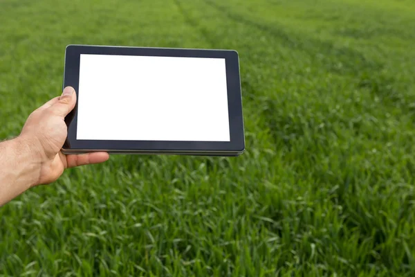 농부는 녹색 밀밭에 태블릿 컴퓨터를 사용 하 여입니다. 흰색 화면. — 스톡 사진