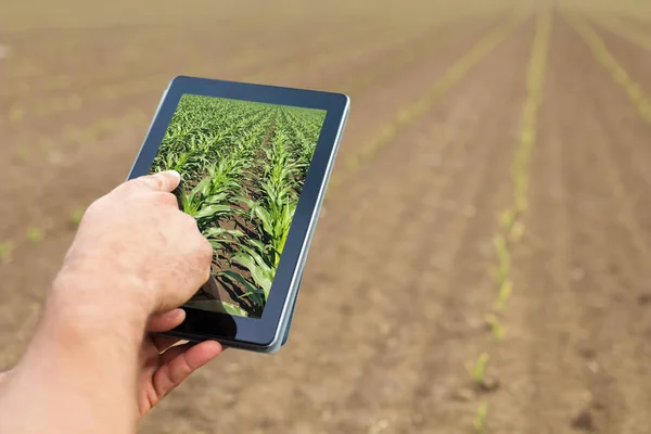스마트 구나입니다. 농부 태블릿 옥수수 심기를 사용 하 여입니다. 현대 Agr — 스톡 사진