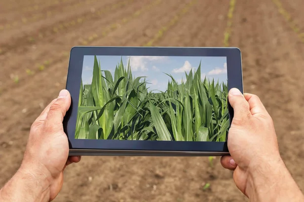 Agricultura inteligente. Agricultor usando tableta de maíz plantación. Agr moderno — Foto de Stock