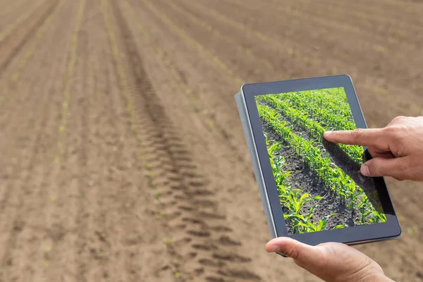 Akıllı tarım. Çiftçi tablet dikim Mısır kullanarak. Modern Agr