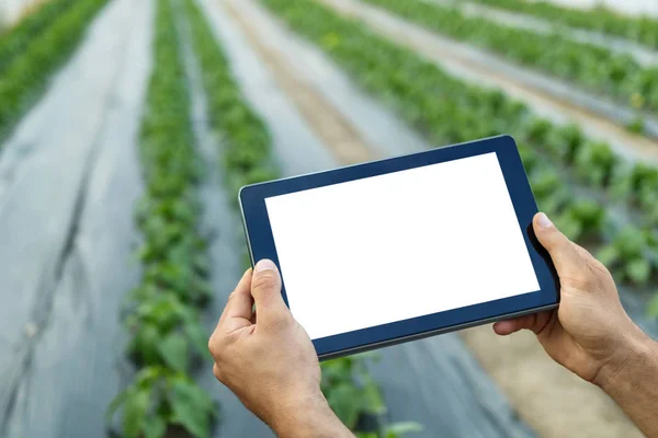 Landwirt mit Tablet-Computer im Gewächshaus. weißer Bildschirm. — Stockfoto