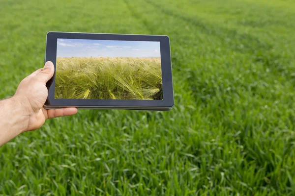 Met Behulp Van Tablet Tarweveld Moderne Landbouw Tarwe Futures Concept — Stockfoto