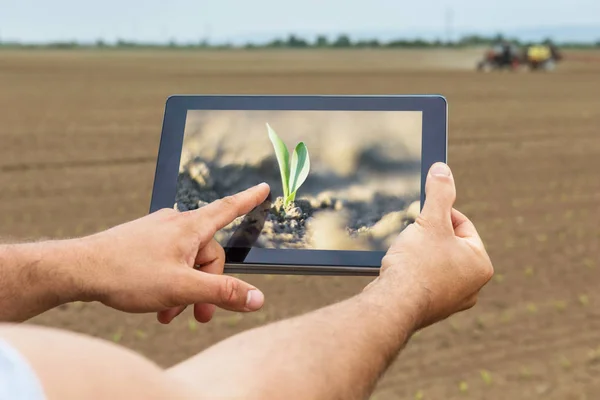 Agricultura inteligente. Agricultor usando plantio de milho tablet. Moderno Agr — Fotografia de Stock