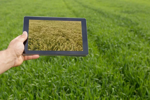 Uso Tableta Campo Trigo Agricultura Moderna Concepto Futuros Trigo —  Fotos de Stock