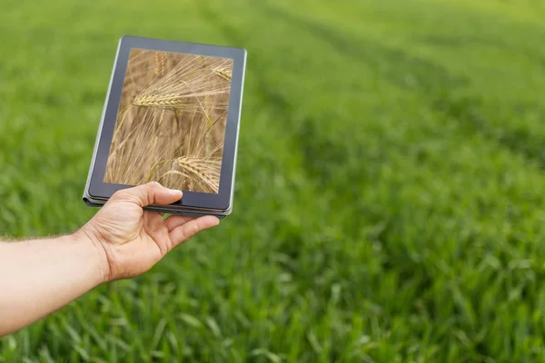 Uso de tableta en el campo de trigo. Agricultura moderna. Futuros de trigo c — Foto de Stock