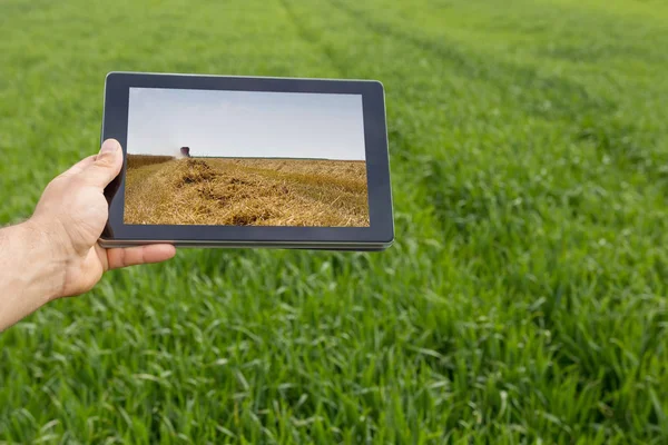 Χρησιμοποιώντας το tablet στο πεδίο σιτάρι. Η σύγχρονη γεωργία. Γ συμβολαίων μελλοντικής εκπλήρωσης σιτάρι — Φωτογραφία Αρχείου