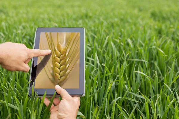 Tablet buğday sahada kullanma. Modern tarım. Buğday vadeli işlem c
