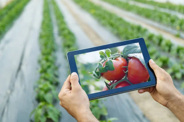 Landbouwproducent met gebruikmaking van tablet pc in kas. Rijpe natuurlijke tomatoe — Stockfoto