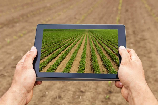 Inteligentne rolnictwo. Rolnik za pomocą tabletu, sadzenia soi. Nowoczesnych, Agri — Zdjęcie stockowe