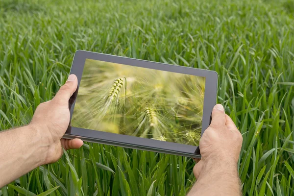 Uso de tableta en el campo de trigo. Agricultura moderna. Futuros de trigo c — Foto de Stock