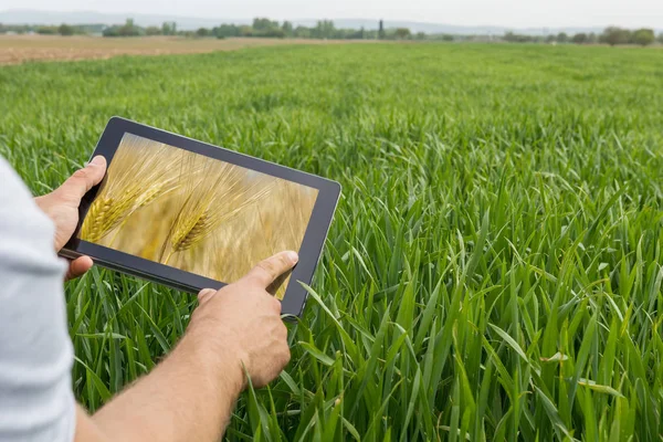 Χρησιμοποιώντας το tablet στο πεδίο σιτάρι. Η σύγχρονη γεωργία. Γ συμβολαίων μελλοντικής εκπλήρωσης σιτάρι — Φωτογραφία Αρχείου