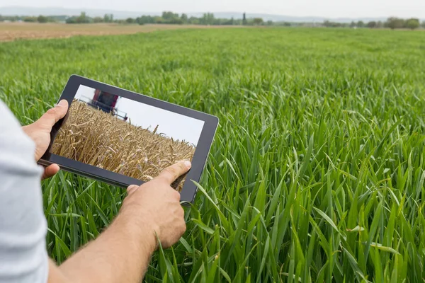 Uso de tableta en el campo de trigo. Agricultura moderna. Futuros de trigo c — Foto de Stock