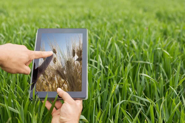 Χρησιμοποιώντας το tablet στο πεδίο σιτάρι. Η σύγχρονη γεωργία. Γ συμβολαίων μελλοντικής εκπλήρωσης σιτάρι — Φωτογραφία Αρχείου