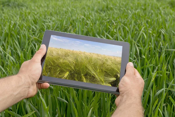Uso de tableta en el campo de trigo. Agricultura moderna. Futuros de trigo c —  Fotos de Stock